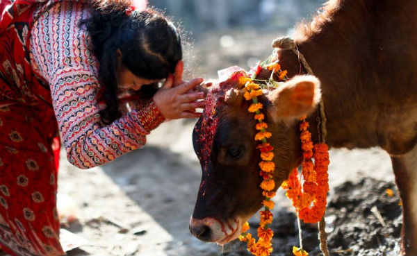 gai puja - Must Visit Nepal