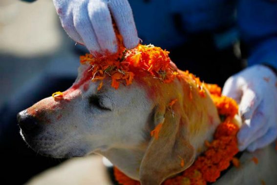 kukur puja at tihar